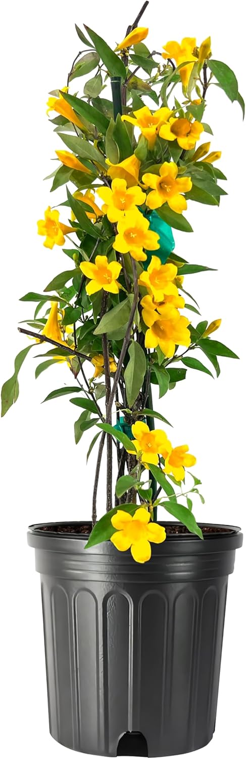 Carolina Jasmine | 3 Large Gallon Size Plants | Gelsemium sempervirens | Evergreen Climbing Vine |