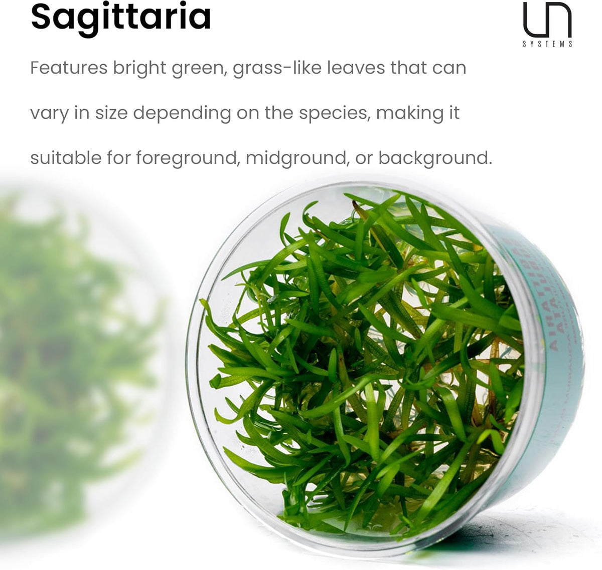 Ultum Nature Systems Sagittaria Subulata Tissue Culture Live Plant for Aquarium, Aquascape