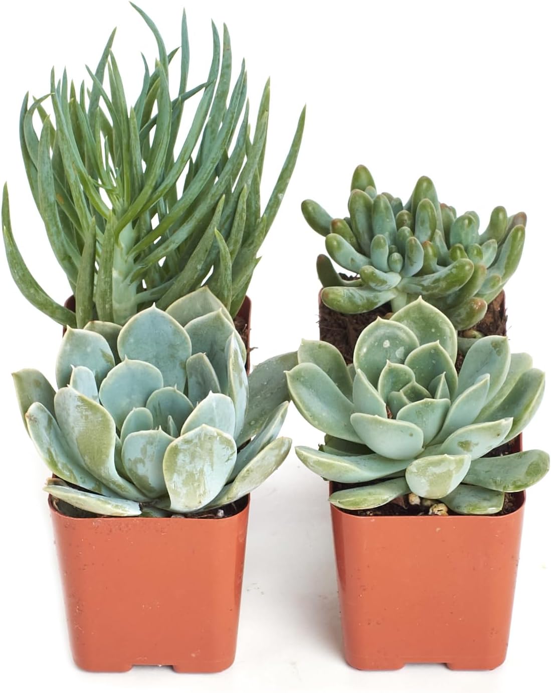 Shop Succulents Blue & Green Succulent Plant Pack Collection - Live Mini Succulent Plants, Low