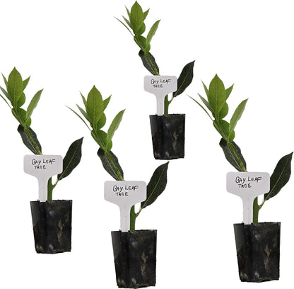 Mediterranean Bay Leaf, Bay Laurel Live Plant. Standard Variety - Laurus Nobilis. Live Plant.