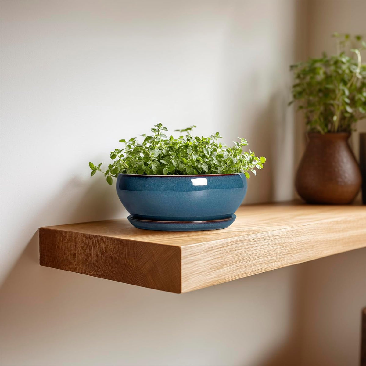 SQOWL Succulent Pots - 6 Inch Ceramic Bonsai Pots, Shallow Planter with Drainage Hole and Saucer
