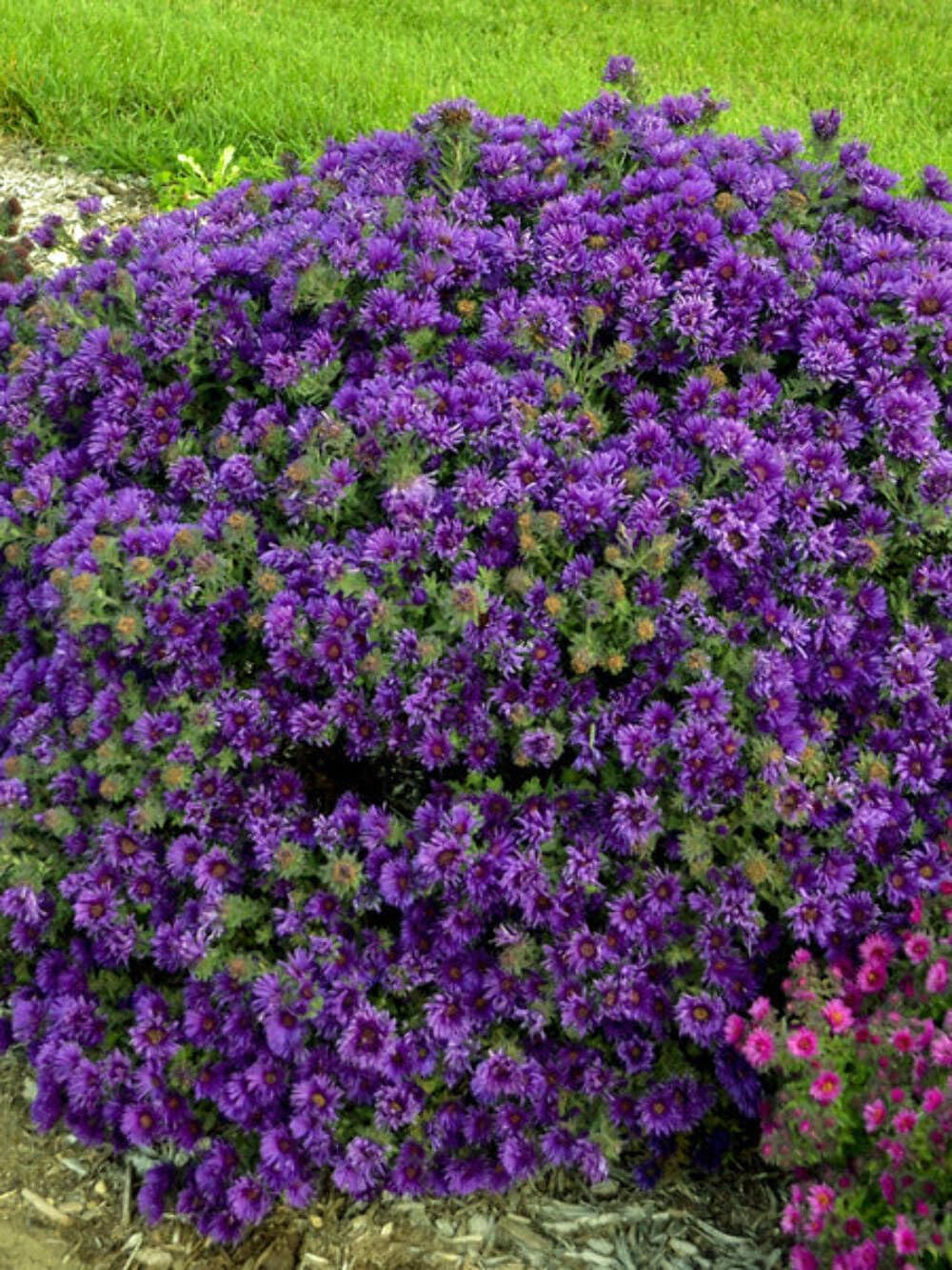 Perennial Farm Aster Novae-Angliae 'Grape Crush' (New England Aster) – Live Perennial in #1