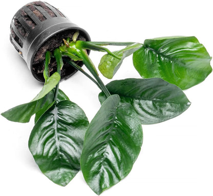 SubstrateSource Anubias Live Aquarium Plants - Potted Freshwater Plant for Fish Tanks, Terrariums