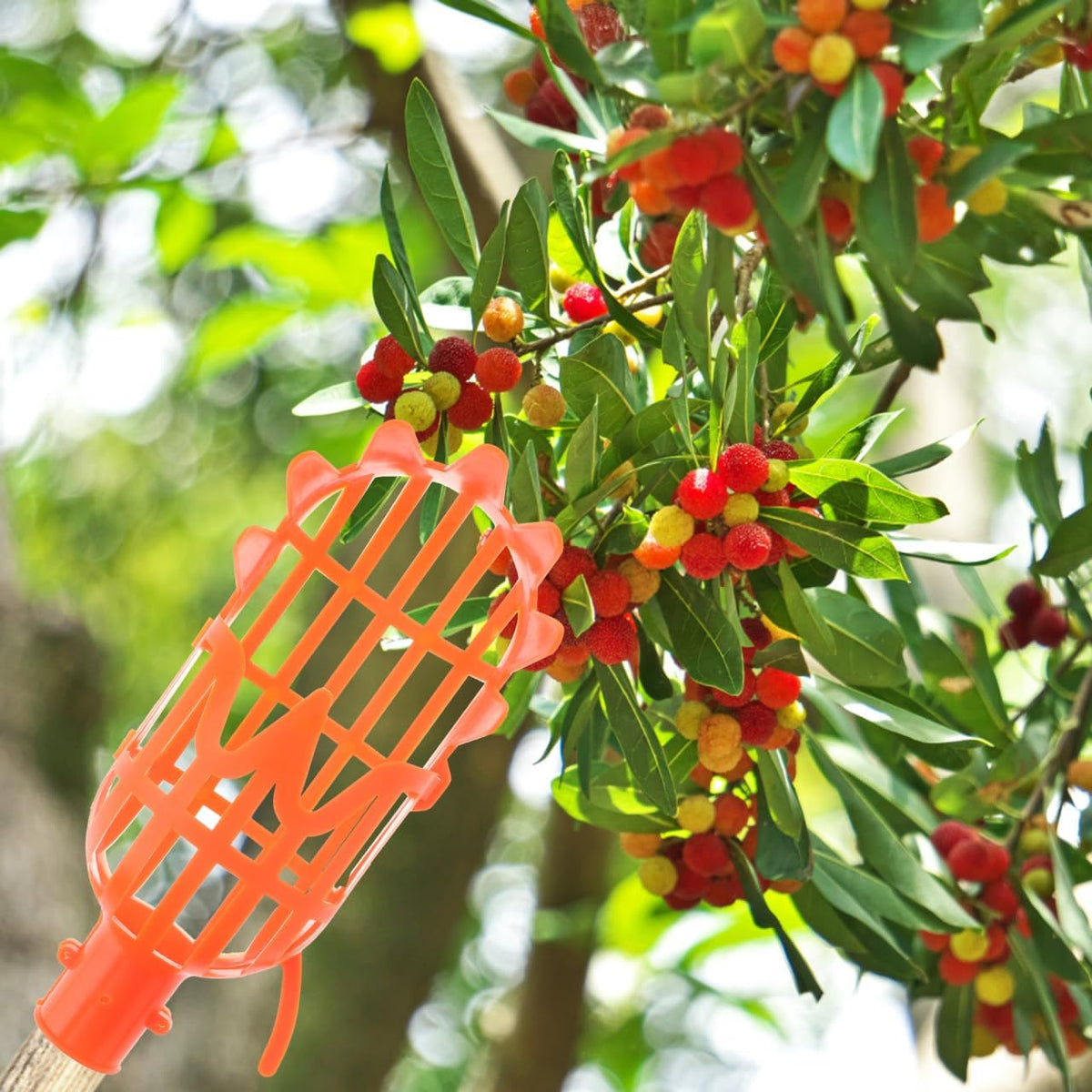 2pcs Fruit Picker Tool Basket Jujube and Pomegranate Harvesting Tool for Garden Telescoping Fruit