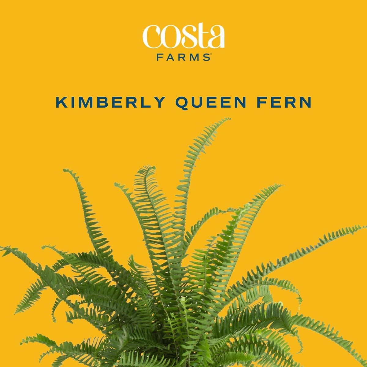 Costa Farms Kimberly Queen Fern Live Plant in Plastic Pot, Large Indoor & Outdoor Houseplant