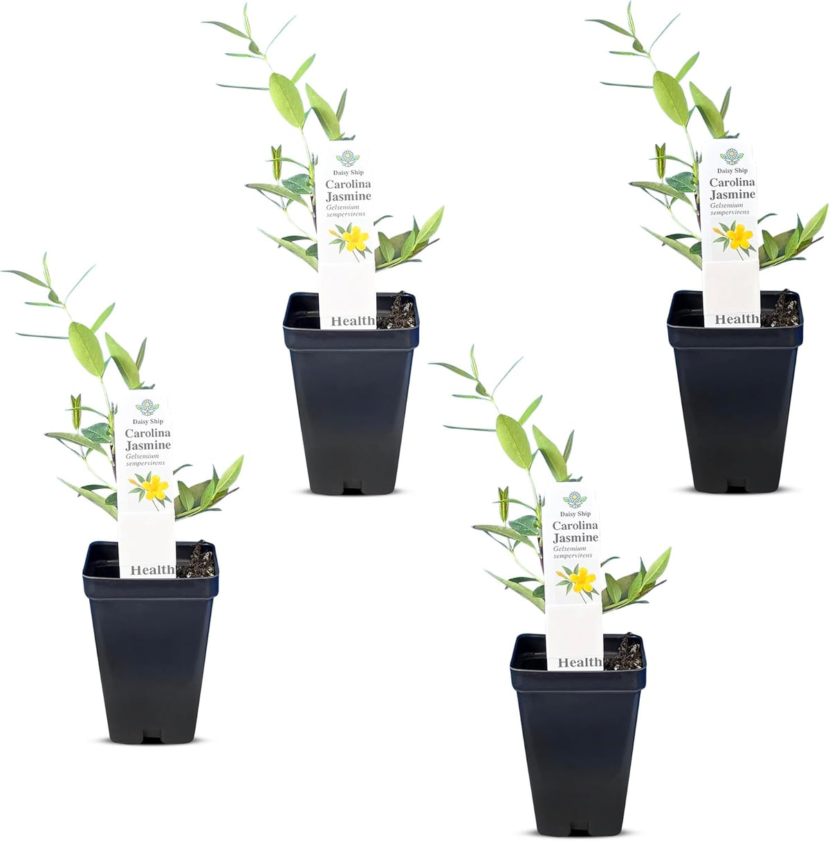 Carolina Jasmine Plant, Live Evergreen Vine, Fragrant Yellow Blooms, Fast Growing Climber for