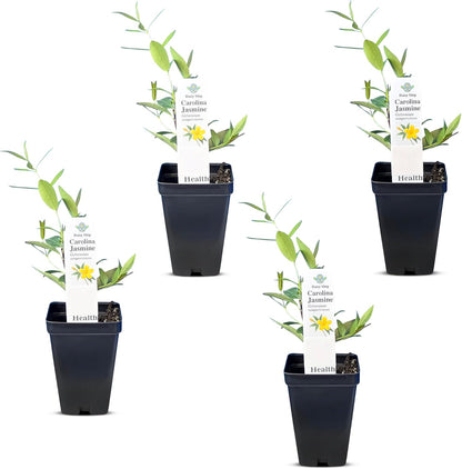 Carolina Jasmine Plant, Live Evergreen Vine, Fragrant Yellow Blooms, Fast Growing Climber for