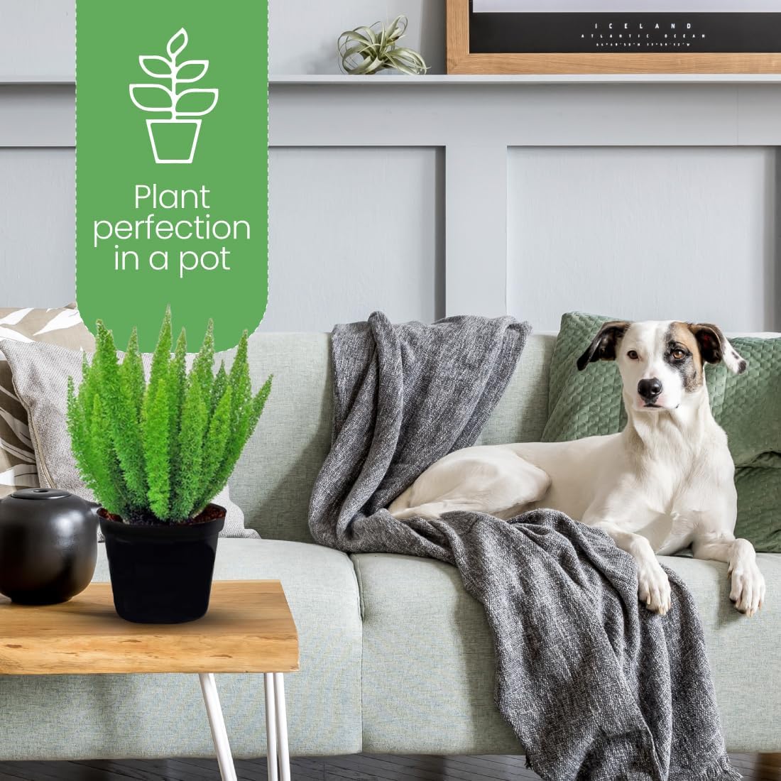 American Plant Exchange Foxtail Fern – 6-Inch Pot – Live Easy Care Tropical Plant with Arching