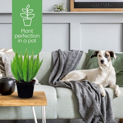 American Plant Exchange Foxtail Fern – 6-Inch Pot – Live Easy Care Tropical Plant with Arching