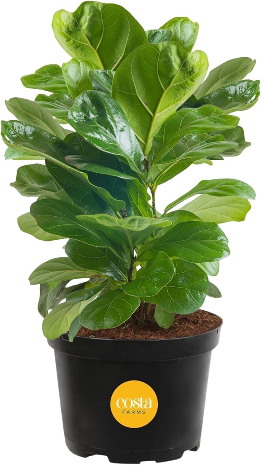 Costa Farms Little Fiddle Leaf Fig, Live Indoor Ficus Lyrata Plant in Nursery Plant Pot, Houseplant