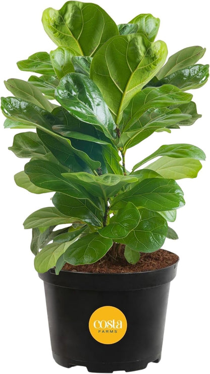 Costa Farms Little Fiddle Leaf Fig, Live Indoor Ficus Lyrata Plant in Nursery Plant Pot, Houseplant