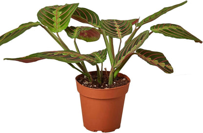 Maranta Red Prayer Live Plant for Indoor | Different Houseplants in 3'' Pot | Real House Plant for