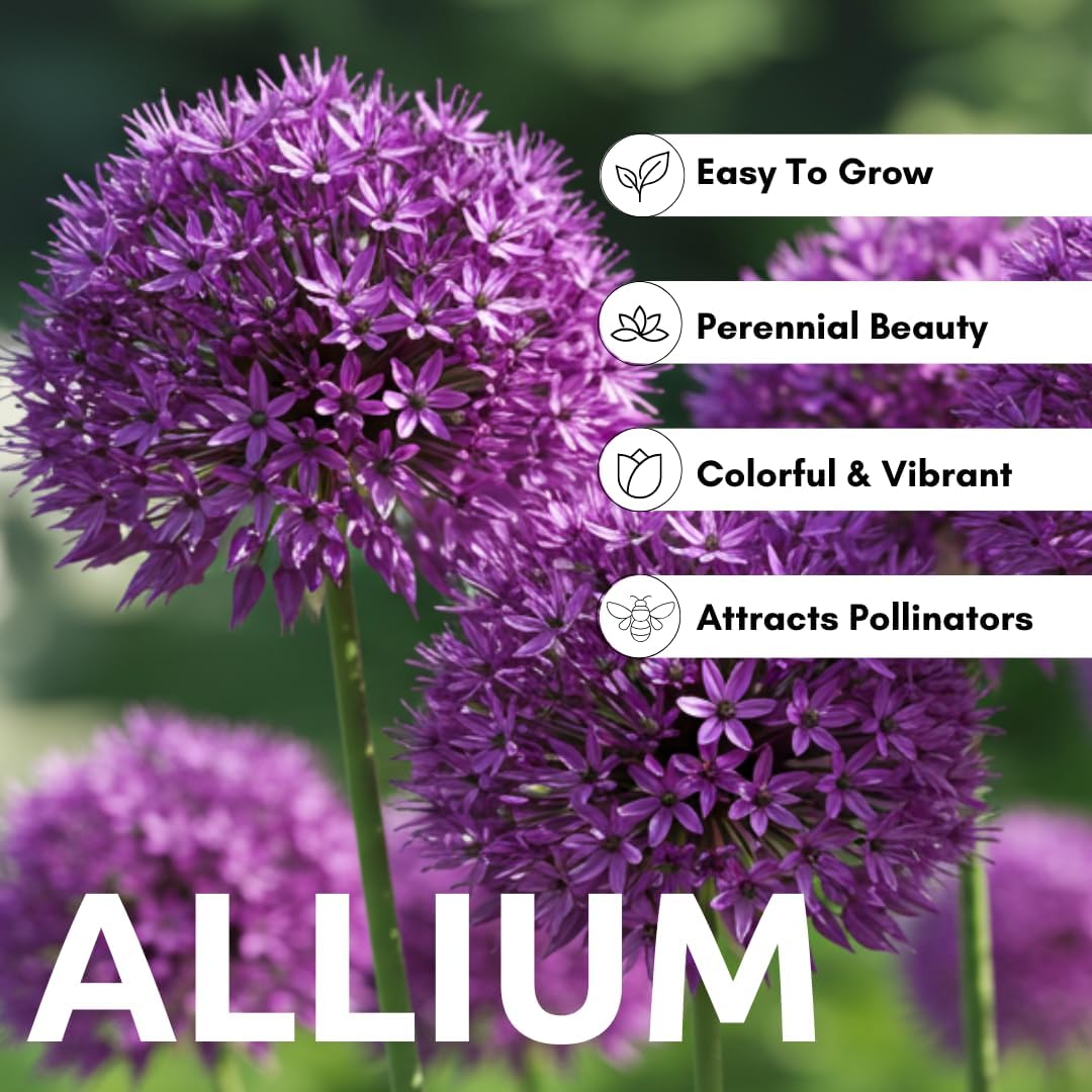 Purple Allium Bulbs for Planting - Easy to Grow Perennial Flowers, Top Size Bulbs, Large Spherical