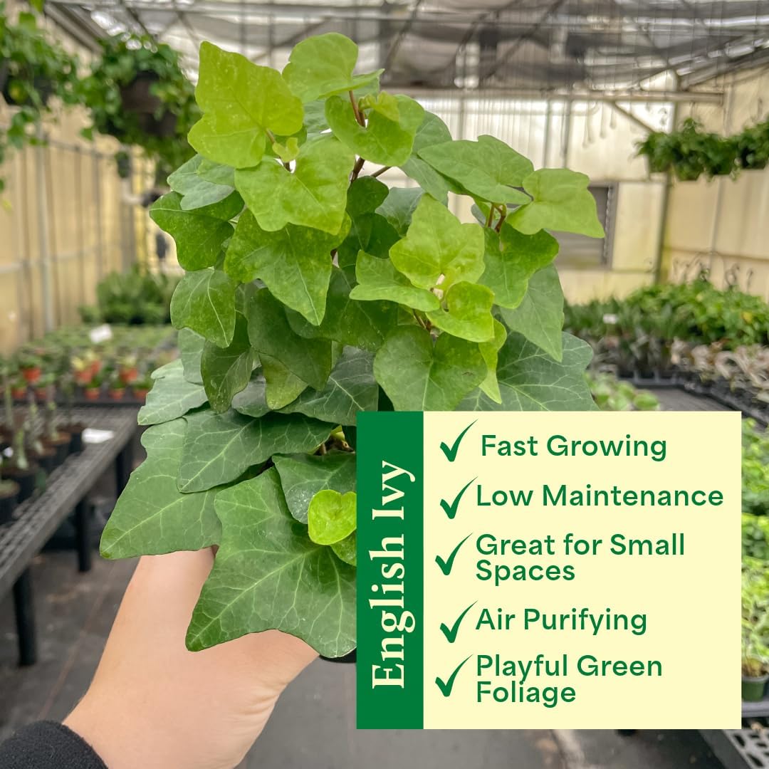 Thorsen's Greenhouse Live Green English Ivy Plant, Hedera Helix, Natural Air Purifier, Easy to