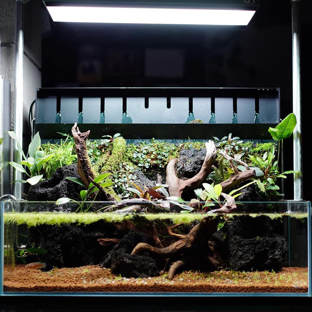 SubstrateSource Anubias Live Aquarium Plants - Potted Freshwater Plant for Fish Tanks, Terrariums