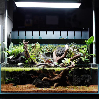 SubstrateSource Anubias Live Aquarium Plants - Potted Freshwater Plant for Fish Tanks, Terrariums