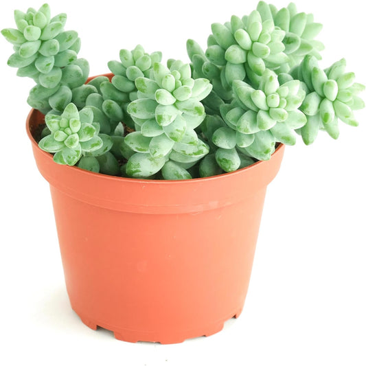 Shop Succulents Burro's Tail Hanging Succulent, Sedum Morganianum, Fully Rooted Live 4" Succulent