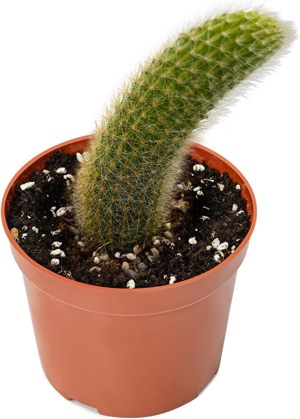 Rare Cactus Plants, 4" Monkey Tail Cactus, Live Succulent Cacti Plants Fully Rooted in Grower Pots