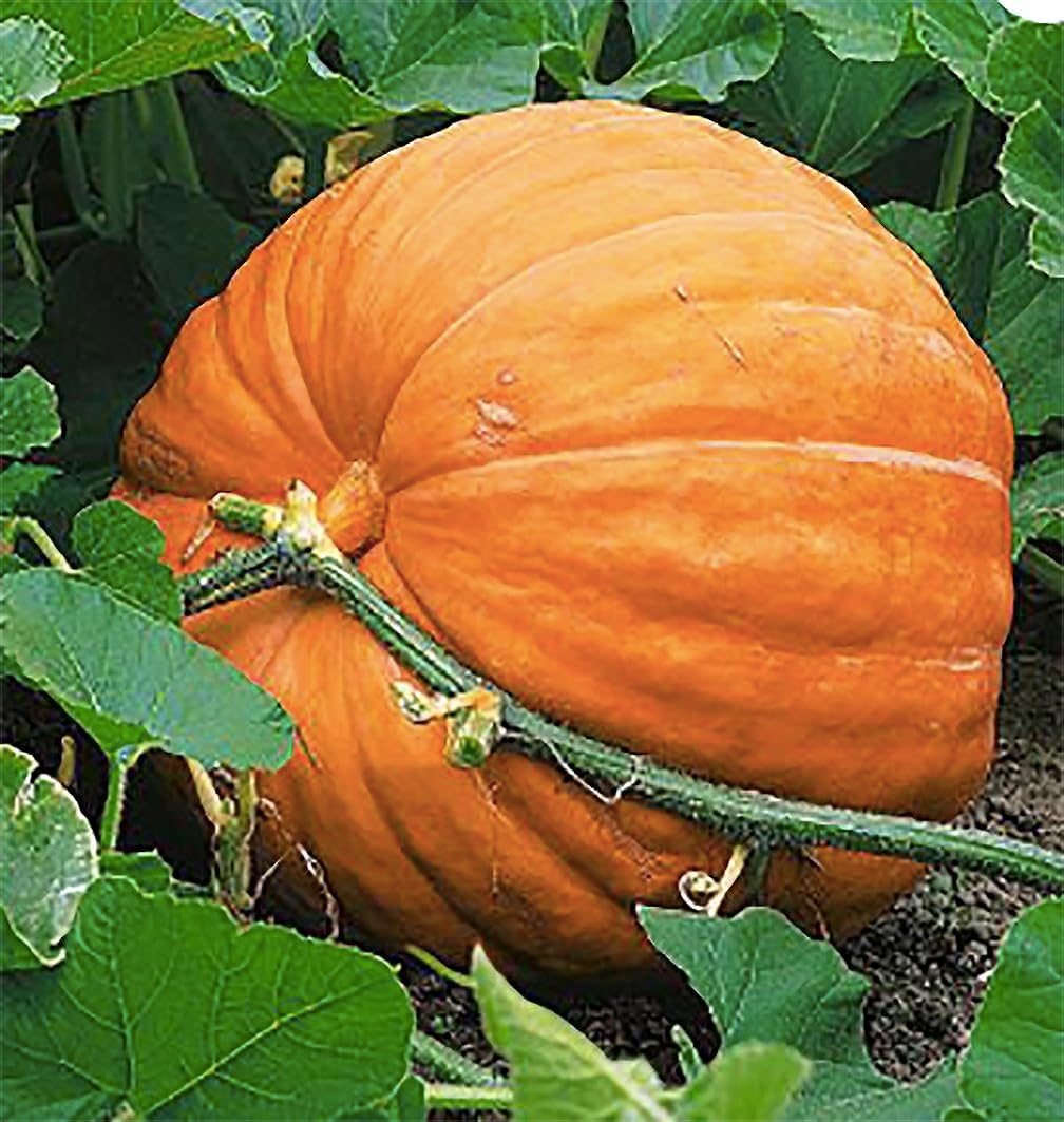 Giant Pumpkin Seeds for Planting – 10 Dill’s Atlantic Seeds for Record-Breaking Pumpkins!
