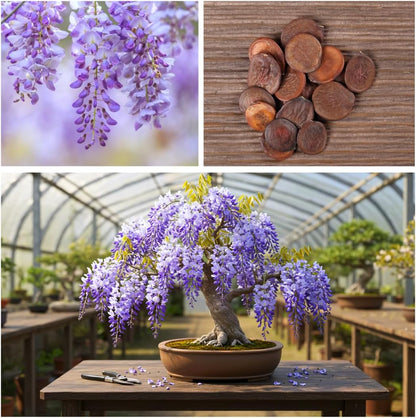 Chinese Wisteria Bonsai Tree Seedling for Planting - 1 Year Old Well Rooted Seedling - Fast-Growing