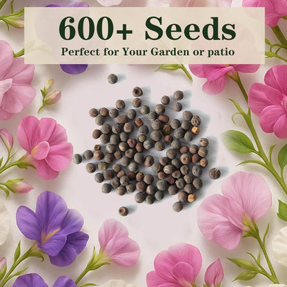 600+ Count Sweet Pea Seeds – Fragrant Flower Seeds, Easy to Grow with High Germination, Colorful
