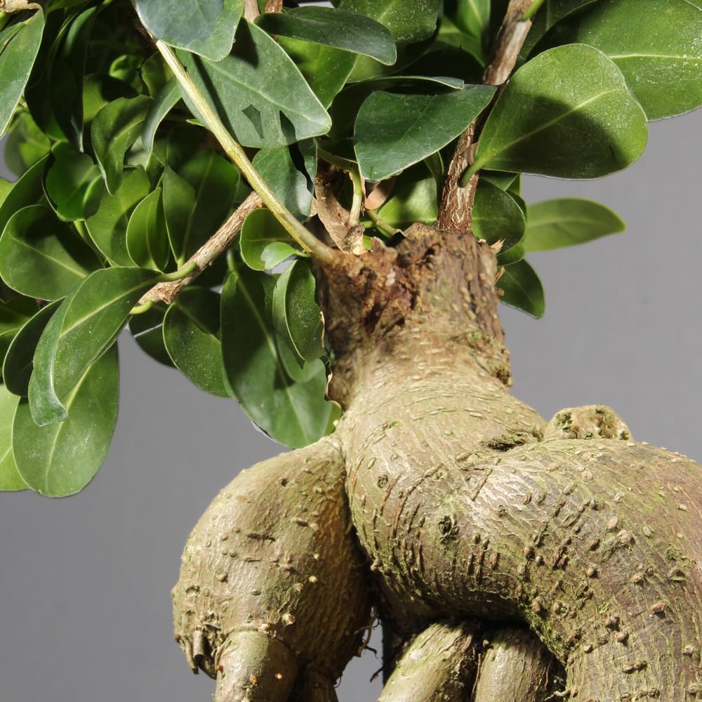 Brussel's Bonsai Live Ginseng Grafted Ficus Bonsai Tree Kit - Small Indoor Bonsai Ficus Tree