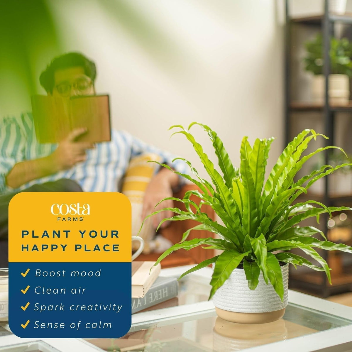 Costa Farms Bird's Nest Fern Live Plant in Plastic Pot, Air Purifying Indoor Houseplant, Perfect