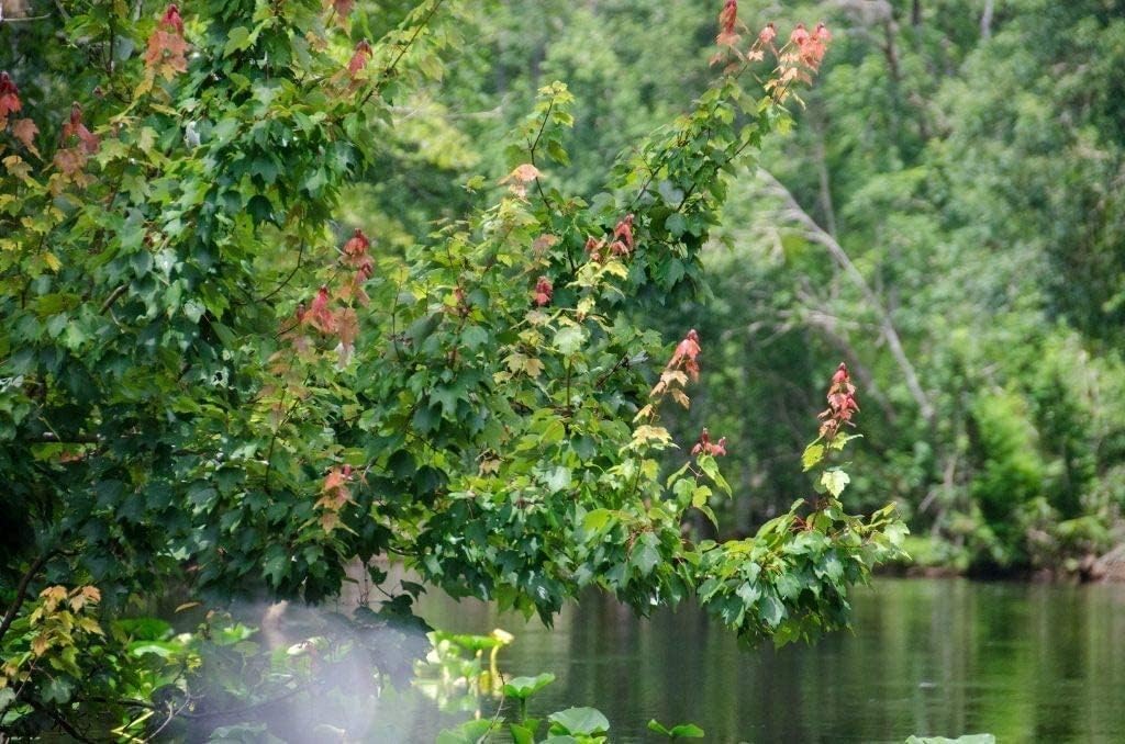 Red Maple Tree | 10 Live Trees | Acer rubrum | Native American Beauty Fast-Growing Shade Tree |