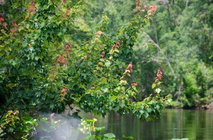 Red Maple Tree | 10 Live Trees | Acer rubrum | Native American Beauty Fast-Growing Shade Tree |