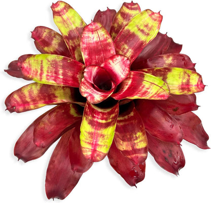 ragnaroc Live Plants – Bromeliad Neoregelia Golden Gate, 8-12" in 6" Pot - 1ct - Live Arrival