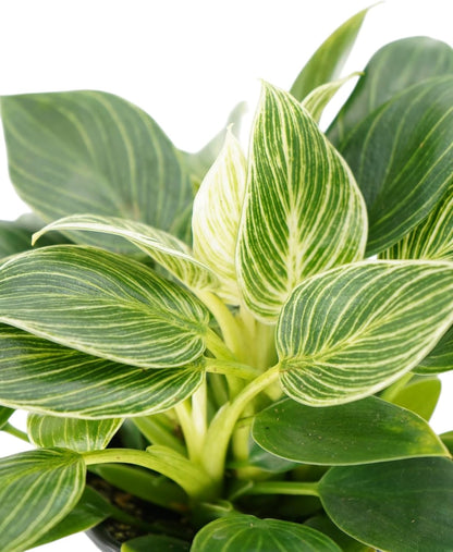 Philodendron Birken Live Plant | Indoor House Plant for Home Decor, Room Decor, Office Decor | Air