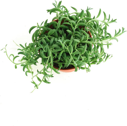 Shop Succulents String of Bananas Hanging Succulent, Senecio Radicans, Fully Rooted Live 4"