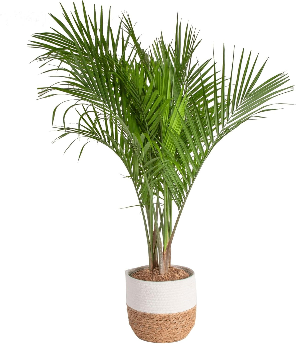 Costa Farms Majesty Palm Live Plant, Indoor and Outdoor Live Palm Tree, Potted in Premium Decor