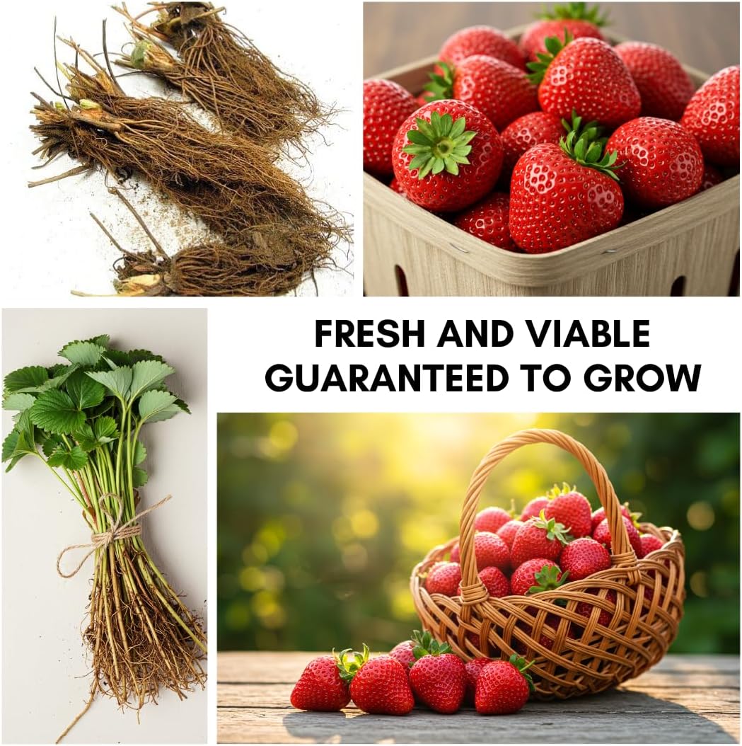 Ozark Beauty Strawberry Plants (5 Live Plants) – Everbearing Variety for Home Gardens – Grow Your