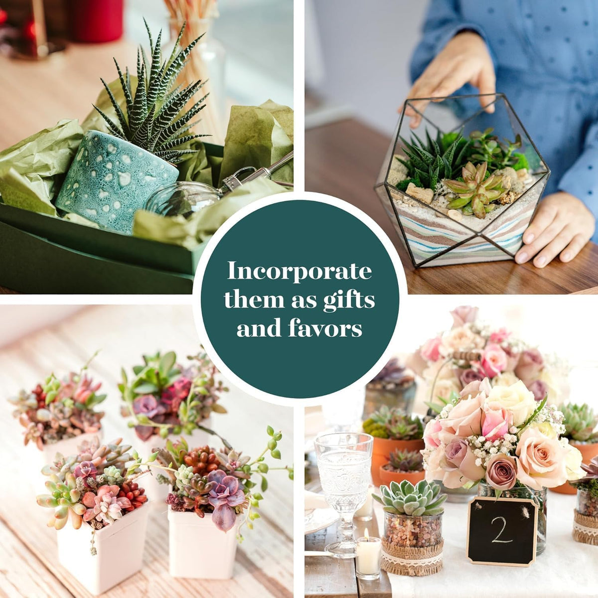 Shop Succulents Unique Succulent Plant Pack Collection - Live Mini Succulent Plants, Low