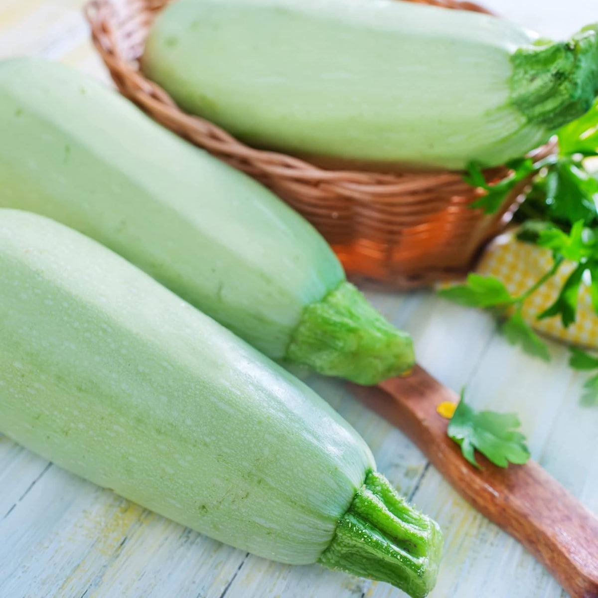Squash Seeds - Summer - Vegetable Marrow White Bush - 4 Oz ~1000 Seeds - Cucurbita Pepo - Non-GMO