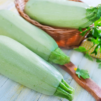 Squash Seeds - Summer - Vegetable Marrow White Bush - 4 Oz ~1000 Seeds - Cucurbita Pepo - Non-GMO