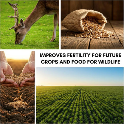 Perennial Ryegrass Seeds for Planting - Premium Quality Non-GMO Grass Seed for Lawns, Pastures, and