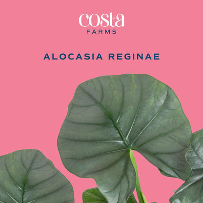 Costa Farms Alocasia Regina Live Plant in Self Watering Pot, Indoor Houseplant, Perfect for Home
