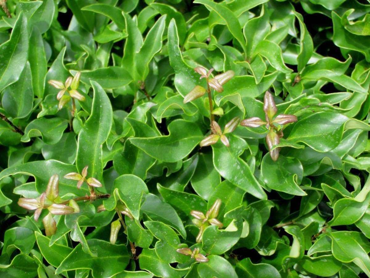 Curled Leaf Privet | 10 Live Quart Size Plants | Ligustrum Japonicum Recurvifolium, Evergreen