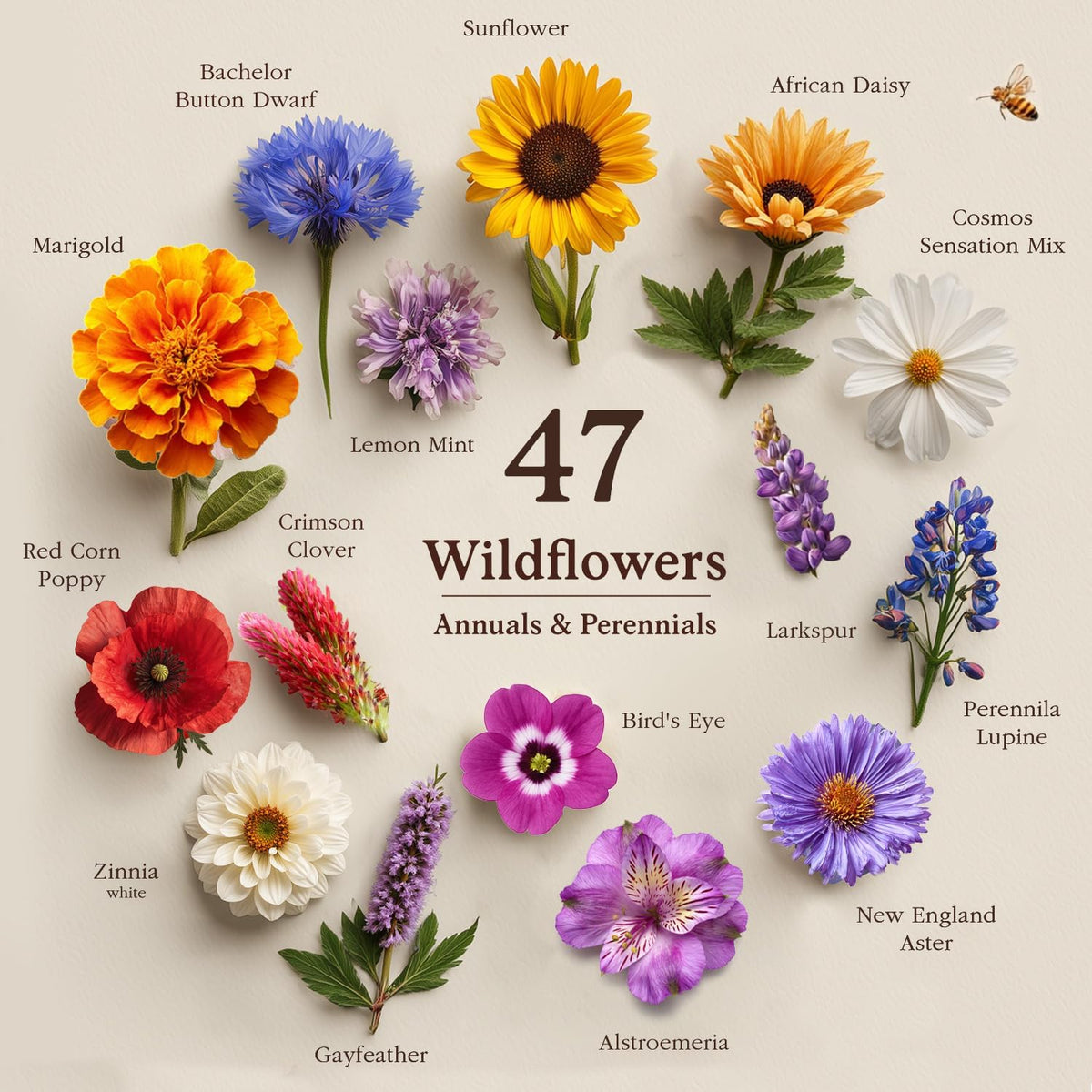 Seedboy Wildflowers for Pollinators Seed Mix – 8 oz Bulk Wildflower Seeds - 160,000+ Non-GMO Annual