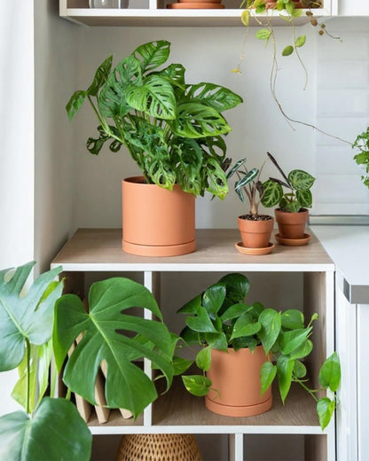 Terracotta Pots with Drainage and Saucers, 3.5/4.2/5.2/6 Inch Clay Planters