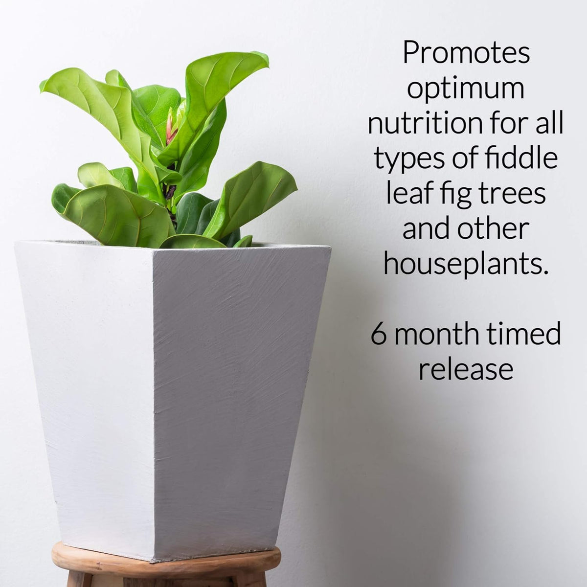 Fiddle Leaf Fig and House Plant Fertilizer Pellets |16-5-11 Slow Release Pellets for Seedlings and