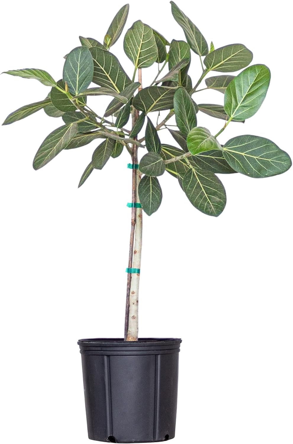 United Nursery Ficus Audrey – Standard Indoor Tree in 10” Grower Pot – 32–38 Inches Tall – Upright