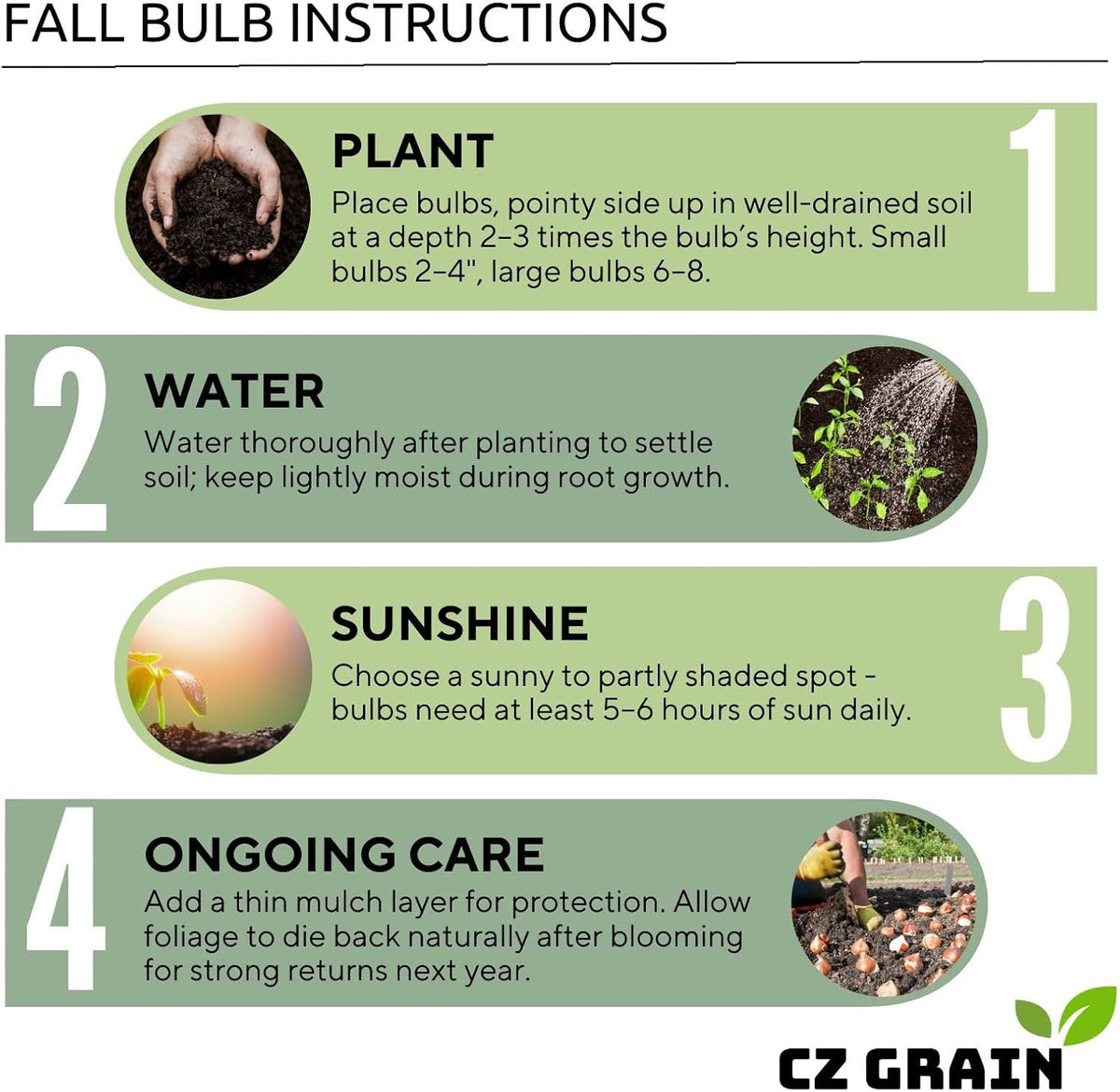 Purple Allium Bulbs for Planting - Easy to Grow Perennial Flowers, Top Size Bulbs, Large Spherical