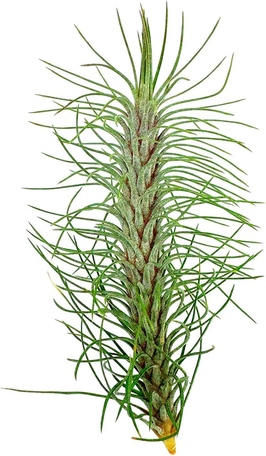 ragnaroc Air Plants - Colombian Tillandsia Funckiana, Large 5" - 1ct - Live Arrival Guaranteed