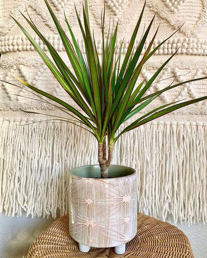 Dracaena Marginata Cane Live Plant for Indoor | Different Houseplants in 4'' & 6'' Pot | Real House