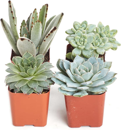 Shop Succulents Blue & Green Succulent Plant Pack Collection - Live Mini Succulent Plants, Low