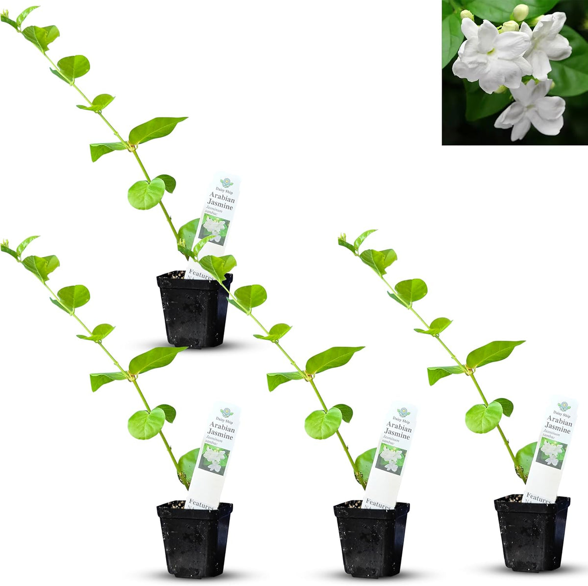 Arabian Jasmine (Jasminum Sambac) - Live, Fragrant, Blooming, Indoor/Outdoor Decorative Plant (4
