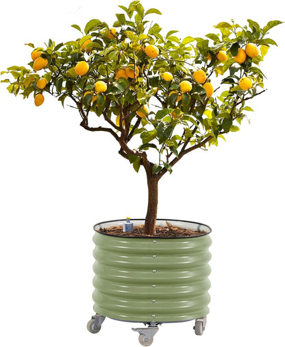 Rolling Metal Citrus Tree Planter, Self-Watering Round Planter Box for Porch Patio & Backyard